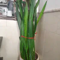 گل طبیعی