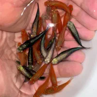 ماهی دم شمشیری مولد شکم پر|ماهی|مشهد, گوهرشاد|دیوار