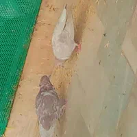 کفتر پرشی خوشگل