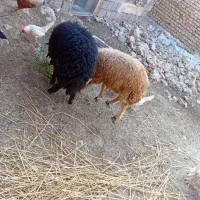 گوسفند بره نر