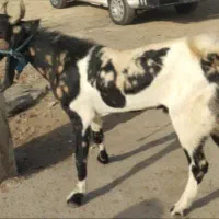بره|حیوانات مزرعه|اهواز, شریعتی جنوبی|دیوار