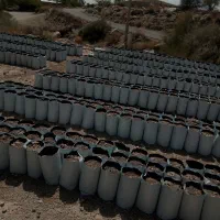 نهال گلدانی و گلدان|گل و گیاه طبیعی|جیرفت, |دیوار