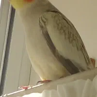 عروس هلندی لوتینو ماده