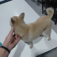 سگ پیدا شده|حیوانات|قزوین, |دیوار