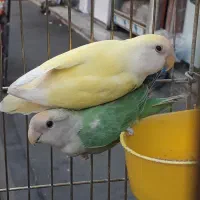 طوطی برزیلی کوتله|پرنده|ری, شهادت|دیوار