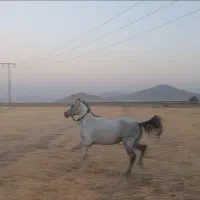 مادیان آبستن