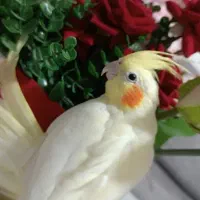 عروس هلندی ماده|پرنده|شاهین‌شهر, گرگاب|دیوار