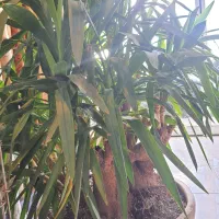 بنسای یوکا وارداتی تنه بزرگ