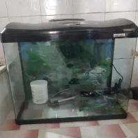 اکواریوم