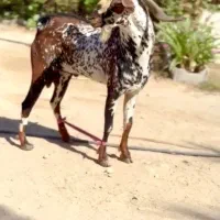 صلاله عربی|حیوانات مزرعه|بندر کنگان, |دیوار