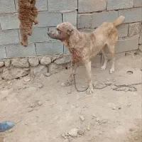 سگ افقان|سگ|آشخانه, |دیوار