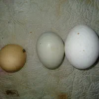 2عددمرغ ایام سمانی.تخم گذاز.|حیوانات مزرعه|رفسنجان, |دیوار