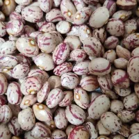 لوبیا چیتی درجه یک