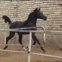 اسب عرب،کره نریان یک و نیم ساله،سیاه|اسب و تجهیزات اسب‌سواری|گلپایگان, |دیوار