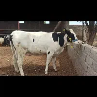 تلیسه هلشتاین