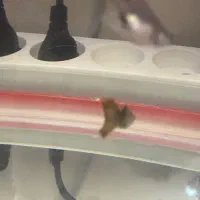 ماهی گپی ماده|ماهی|خسروشاه, |دیوار