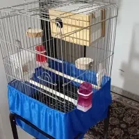 عروس هلندی دوکت پروانه ای با قفس|پرنده|هشتگرد, فاز ۳ مهستان|دیوار