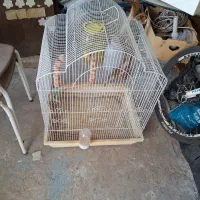 قفس پرنده|لوازم جانبی حیوانات|مشهد, بهاران|دیوار