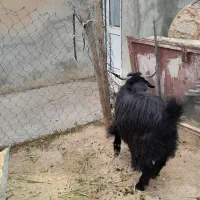 بز نر نه ماهه شباب