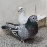 کبوتر یا کفتر پرشی