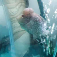 فلاور نر|ماهی|تبریز, |دیوار