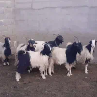 بز،چپش،کلار،دوبر،میش بره|حیوانات مزرعه|مبارکه, |دیوار
