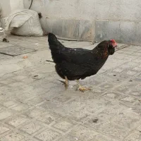 مرغ اصیل گلین و محلی تخم گذار