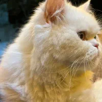گربه پرشین ماده اماده جفت گیری|گربه|گرگان, |دیوار