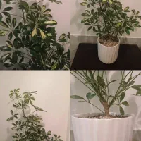 گل طبیعی شفلرا با گلدون سرامیکی کادوی روز مادر|گل و گیاه طبیعی|تهران, علم و صنعت|دیوار