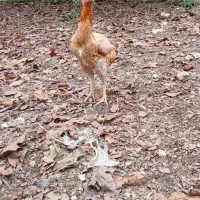 مرغ لاری اصیل|حیوانات مزرعه|فومن, |دیوار