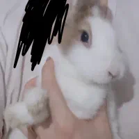 خرگوش لوپ هتروکرومیا اصل هلندی