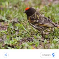 دو عدد گلبسر نر بهترین اواز دارن مخصوص خانه مغازه