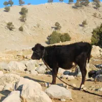 فروش فوری گوساله