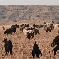 بز و تی بز چاق برای سربریدن|حیوانات مزرعه|خرم‌آباد, |دیوار