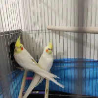 جفت عروس هلندی مولد ب شرط جوجه دهی