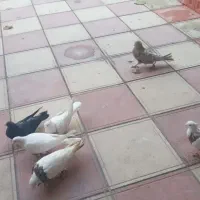 کبوتر|پرنده|قروه, |دیوار