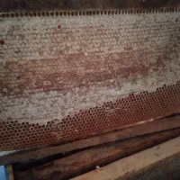 عسل نیمه تغذیه|خوردنی و آشامیدنی|سارال, |دیوار