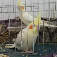 یک جفت عروس هلندی بالغ