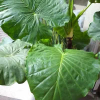 گیاه بابا آدم|گل و گیاه طبیعی|قدس, شهر‌قدس|دیوار