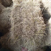 کاه کلش سرچینا خشک