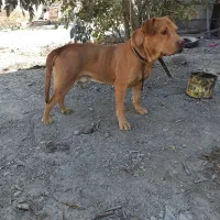 پیتبول نر دو ساله