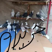 کفتر تهرانی و رنگی