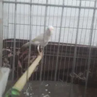 قناری ماده|پرنده|سنگر, |دیوار