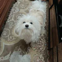 سگ کوچولو|سگ|قم, شهید صیاد شیرازی|دیوار