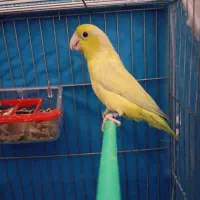 کوتوله مینیاتوری