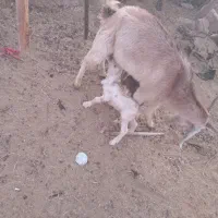 بز داشتی|حیوانات مزرعه|شیراز, احمدآباد|دیوار