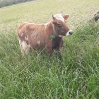 لیشه چالوسی اصیل ورزا گاو|حیوانات مزرعه|رشت, حومه رشت|دیوار