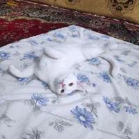 سرپرست خوب