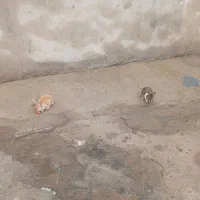 خرگوش|موش و خرگوش|خرم‌آباد, |دیوار