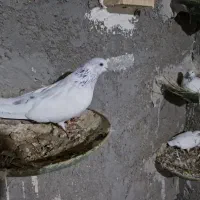 شیخ ابری|پرنده|چمران, |دیوار